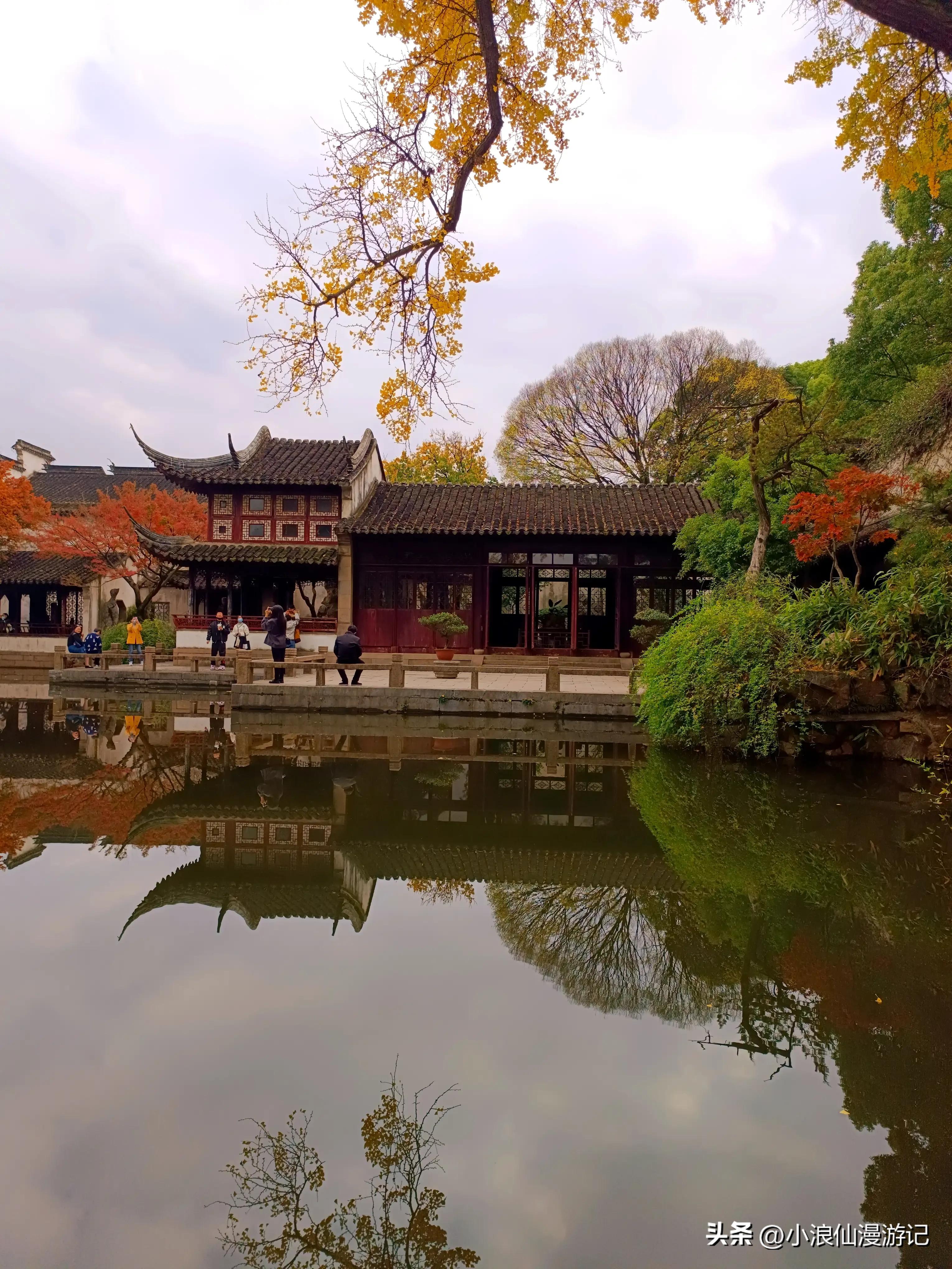 苏州园林拙政园银杏,苏州千年银杏和百年银杏