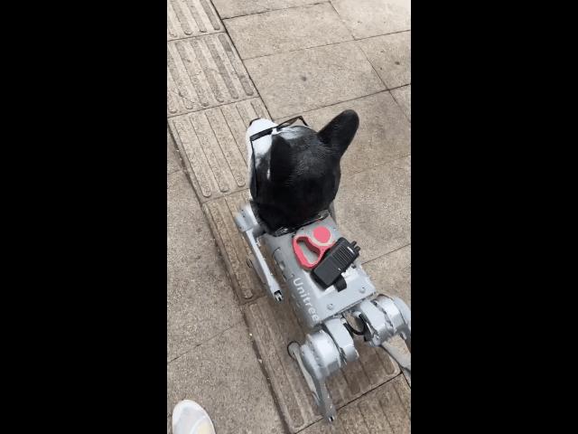 遛机械狗兼职,遛机械狗