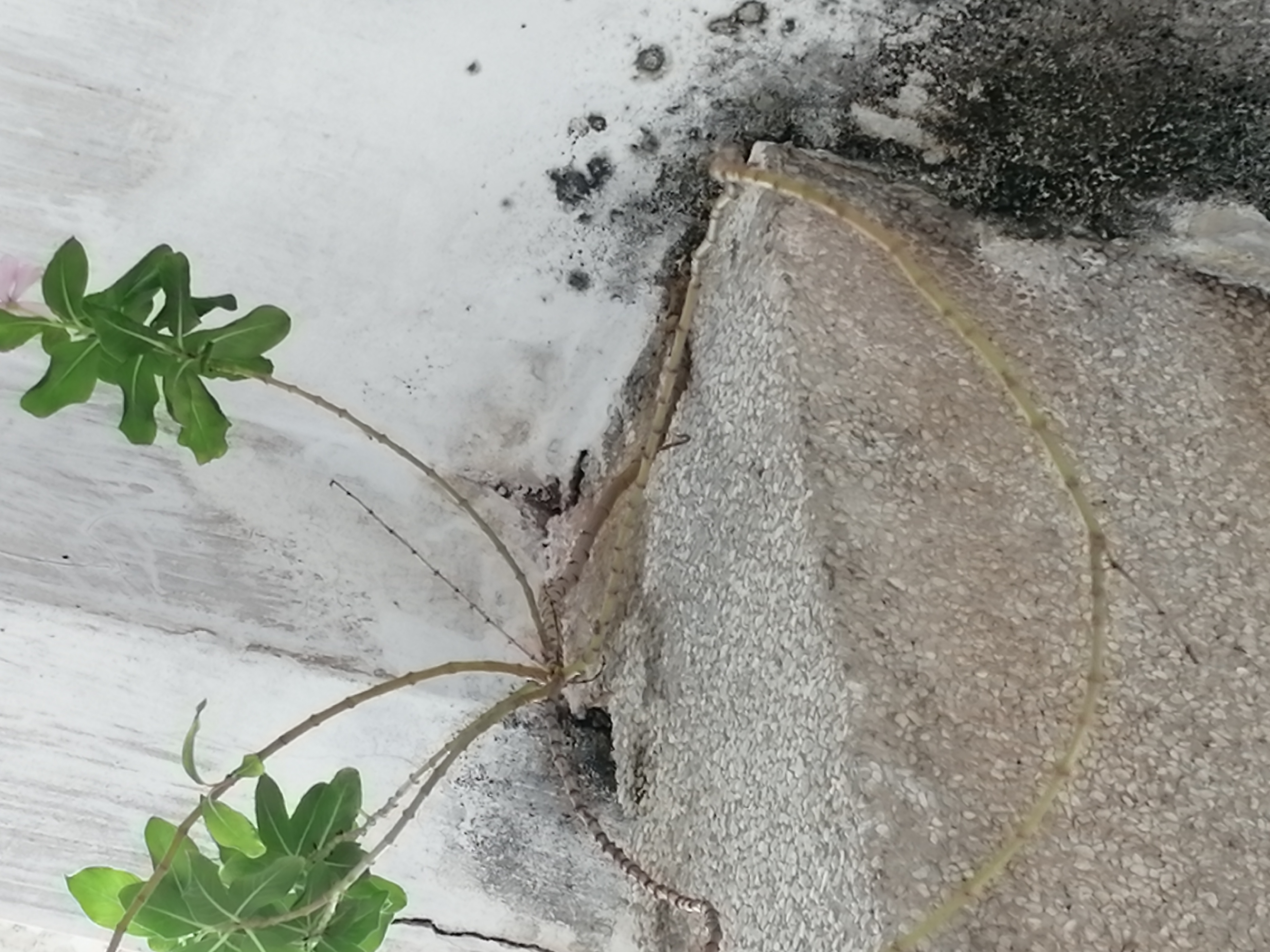 猪坚强能有多坚强,猪坚强我们凭什么不坚强