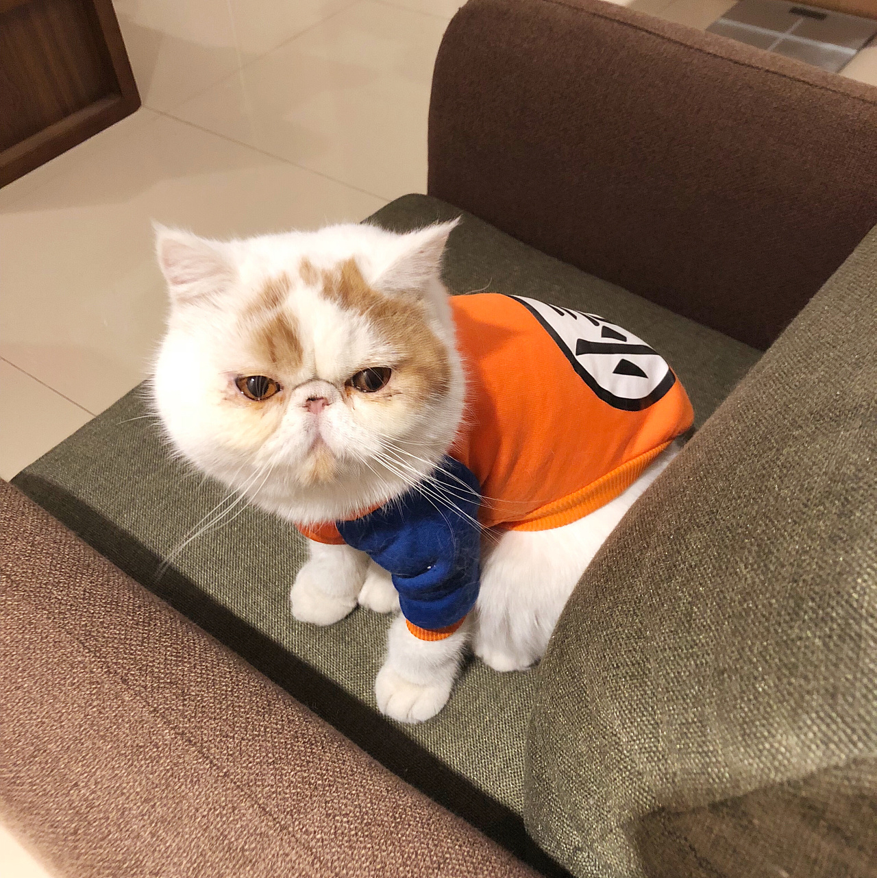 寿命最短的猫排名,寿命最短的猫