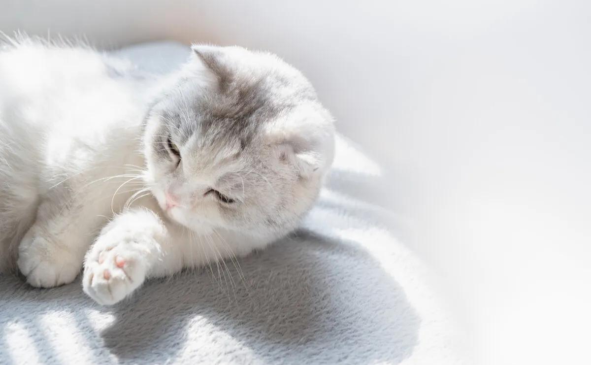 郑振铎猫的教学内容分析,郑振铎的猫课程