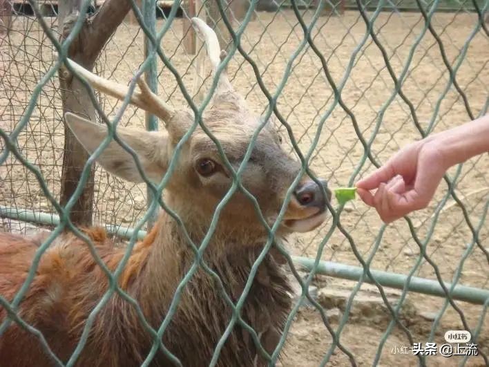 被黑天鹅打得措手不及,学校黑天鹅被学生拿