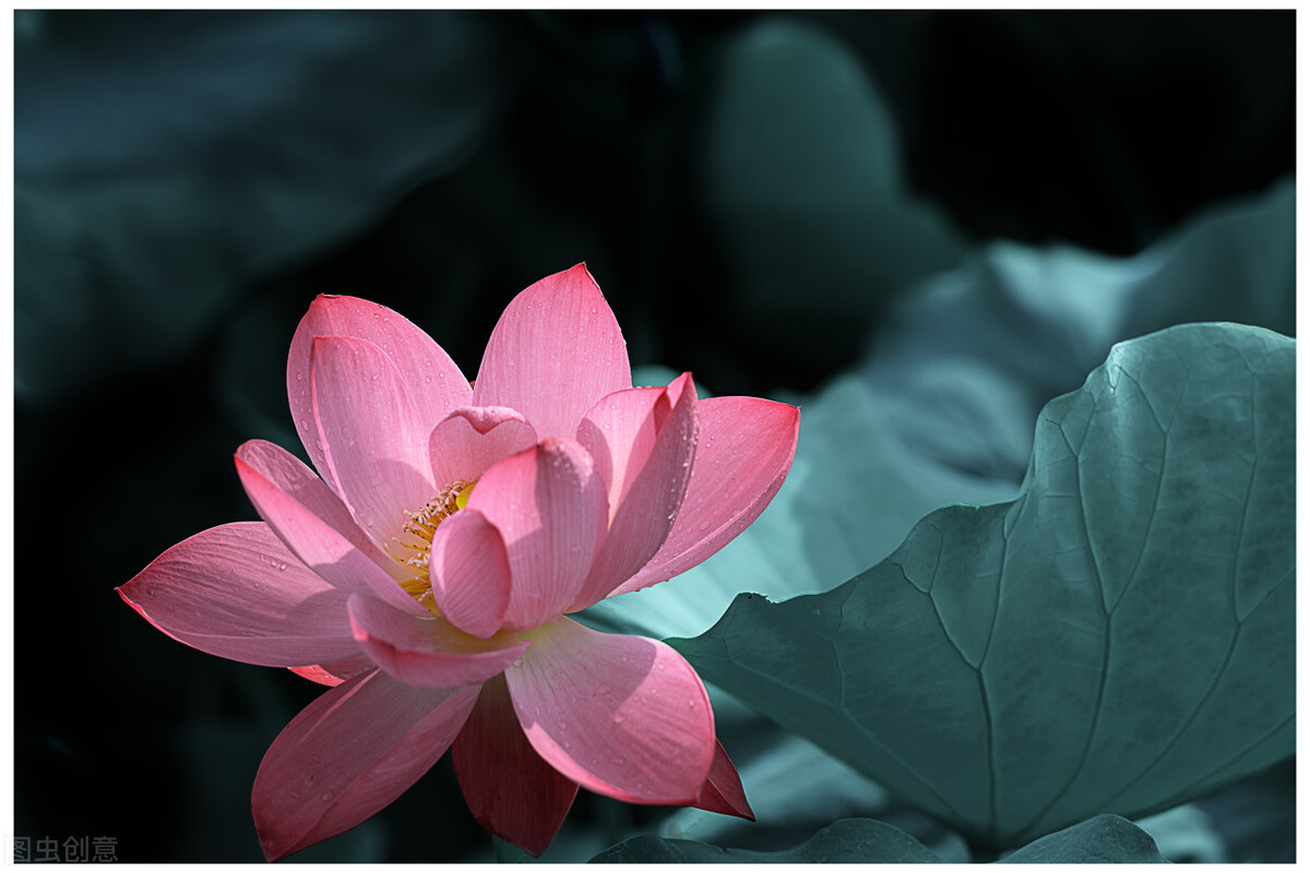 这二十幅极品花卉越看越醉,超好看又耐看的花卉图