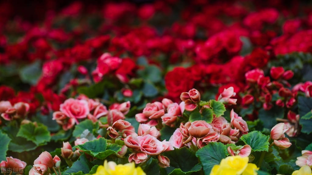 鍥涘娴锋鍐鎬庢牱鍏绘姢鍜岀鐞嗗憿,鍥涘绉嬫捣妫犵殑绉嶅瓙鎬庝箞鍙戣娊