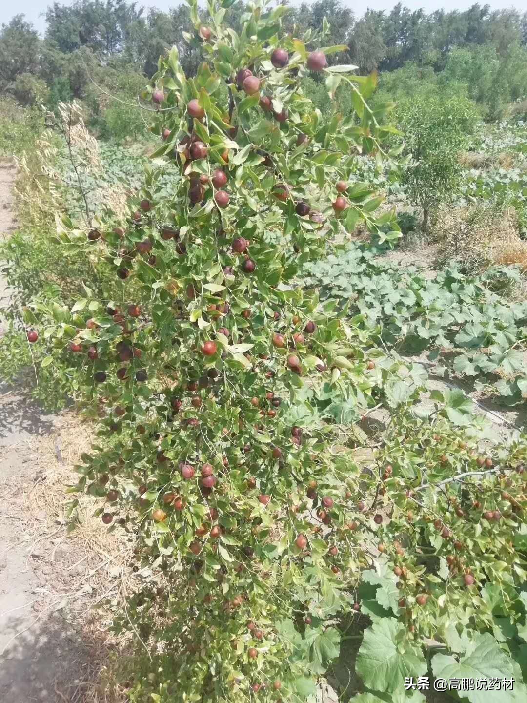 酸枣仁为什么不能大量种植,酸枣仁的种植与前景