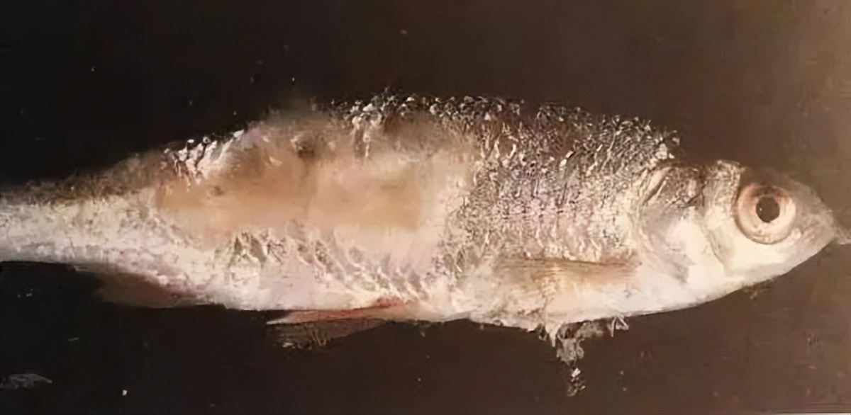 天气升温鱼缸水怎么变浑了,养殖户养鱼遇到水霉病