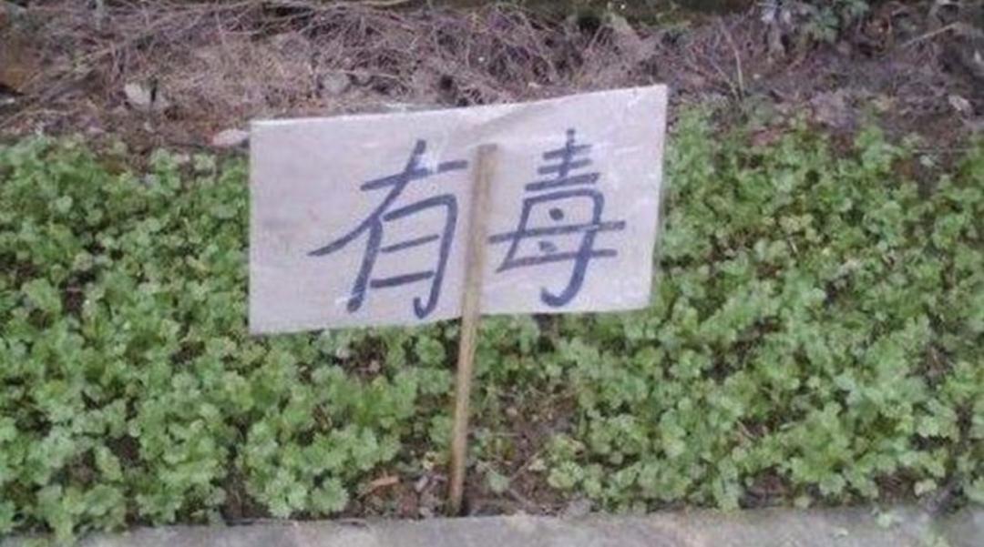 麦当劳还是没吃到香菜味冰淇淋,麦当劳香菜味冰激凌为什么买不了