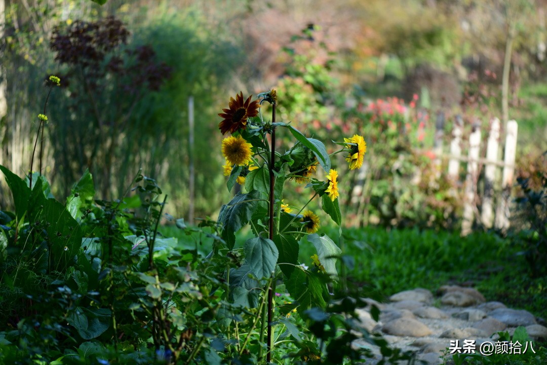 流放到菜地的花儿们，尽情绽放吧，不管在哪里｜园丁
