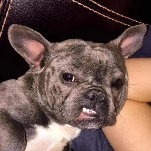 狗狗有这些特征可能得了狂犬病,狗狗有这5个信号可能是狂犬病