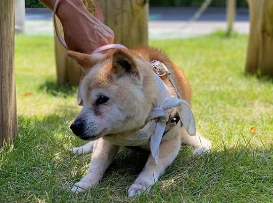 狗的弱点怎么治,狗的弱点为什么在右边