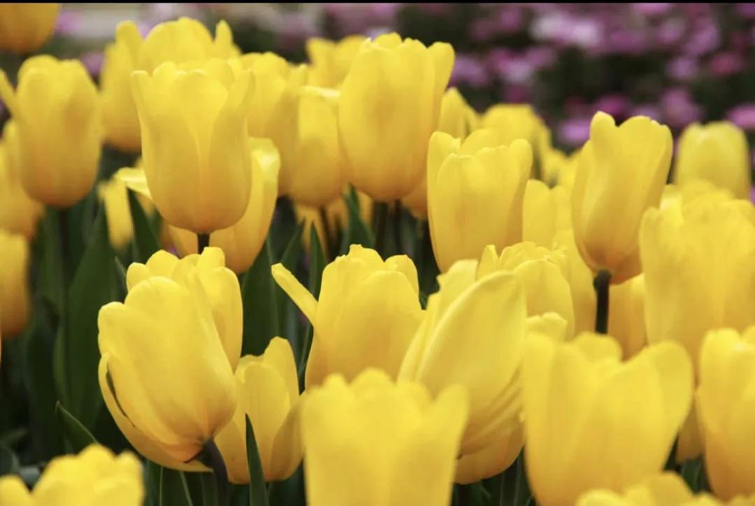 荷兰德国国花分别是什么,荷兰国家简介荷兰的国花