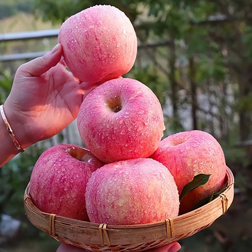 全国哪里苹果最好吃最便宜,哪里产的苹果最好吃最脆甜