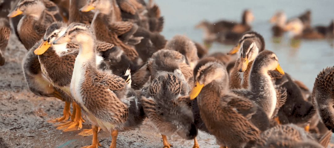安徽来安故事,安徽古代来安县