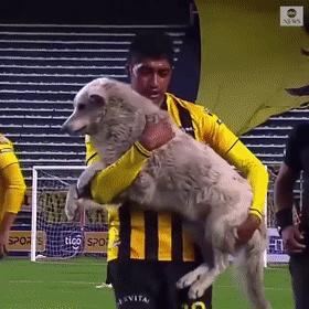 狗子冲进球场,狗子闯进足球比赛