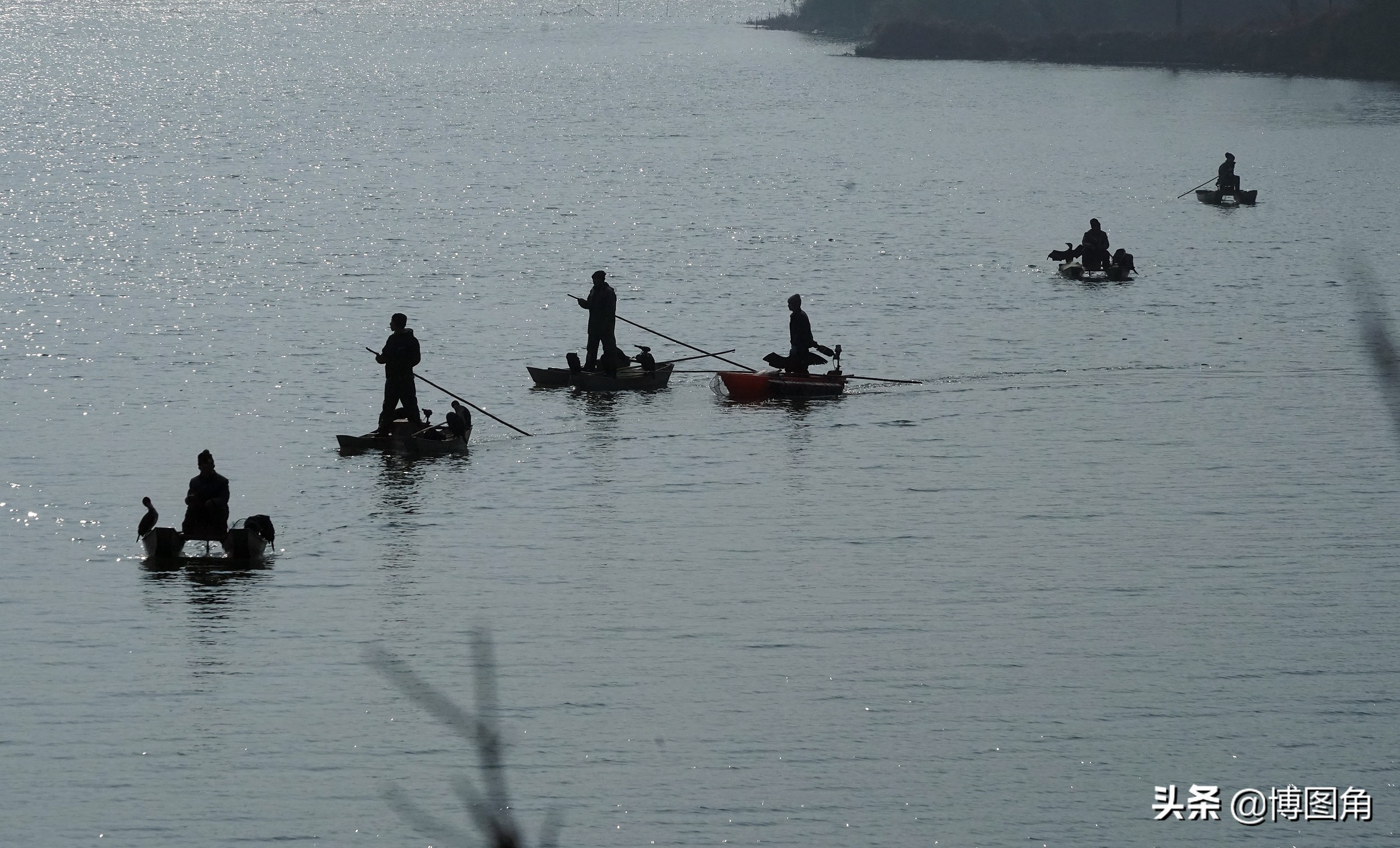 80年代农村鱼鹰捕鱼,渔民与鸬鹚捕鱼图片