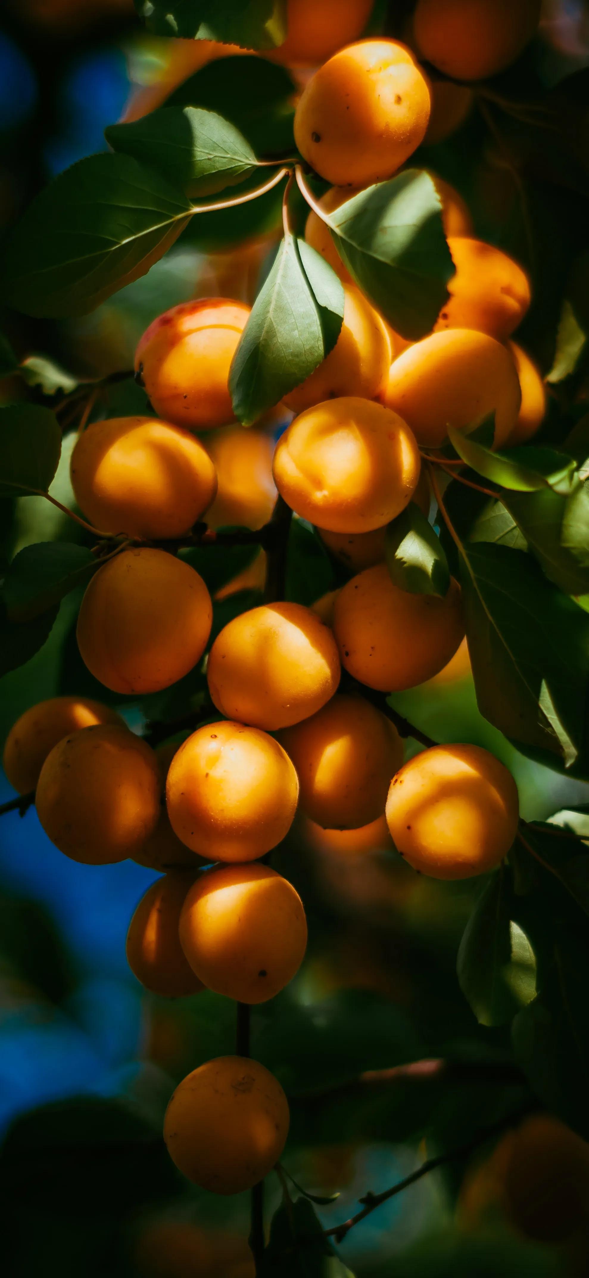 高清壁纸全面屏手机,围棋壁纸高清全面屏