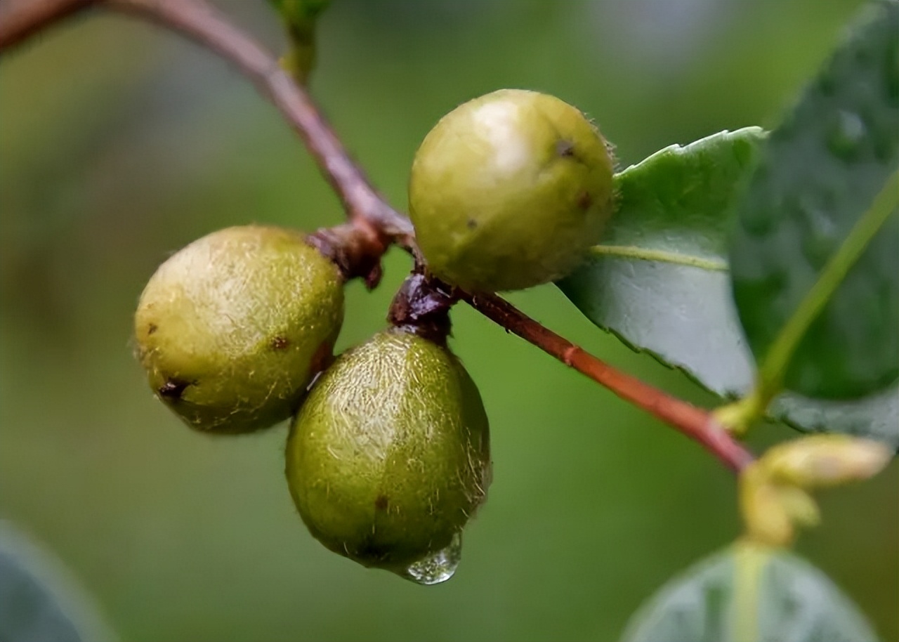 金浩有机茶籽油,金浩茶油科普