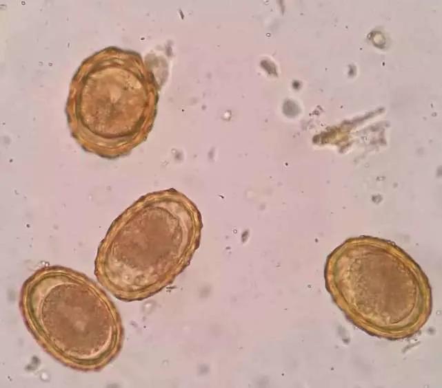 耶路撒冷3000年最血腥的事件,耶路撒冷神秘事件