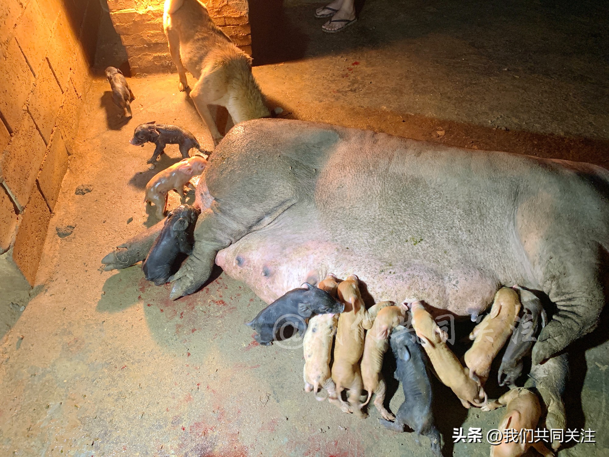 中华田园犬人工繁殖,中华田园犬遇到人类幼崽