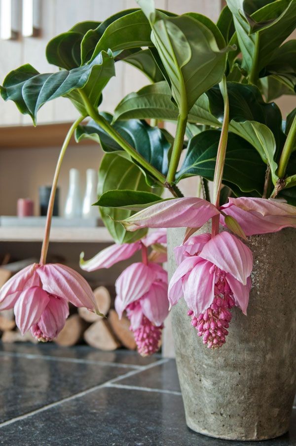 6种年宵花现在买最省钱,年宵花怎么养才旺财