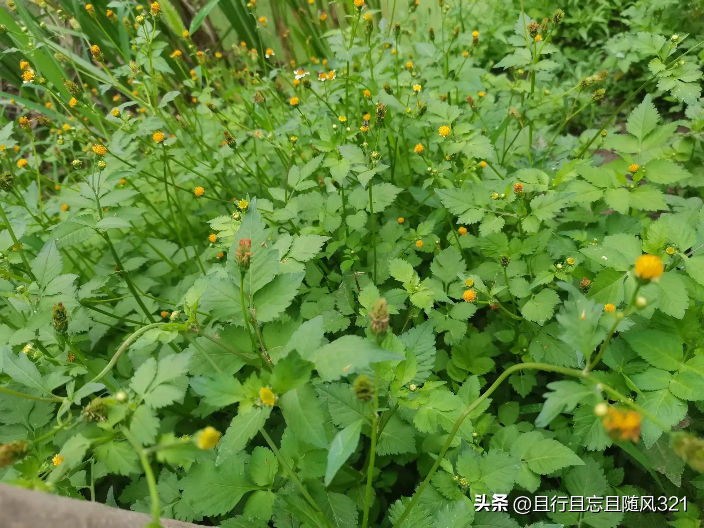 儿子有传宗接代的义务吗,儿子的作用是什么