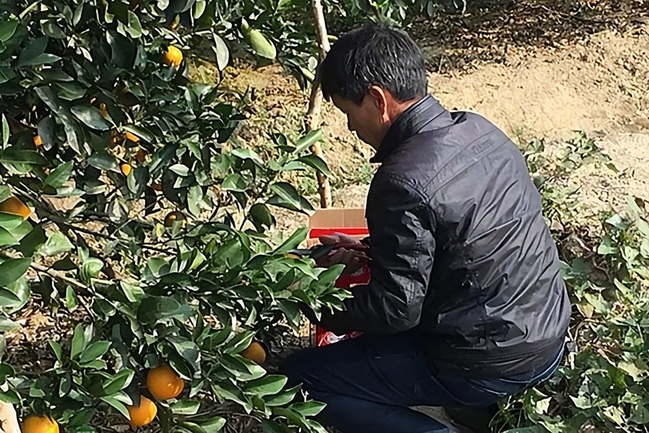 黄皮果树种两年不结果,黄皮苗没嫁接能结果吗