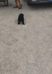 宠物店正在放饭泰迪激动跳舞,宠物店分饭泰迪跳舞