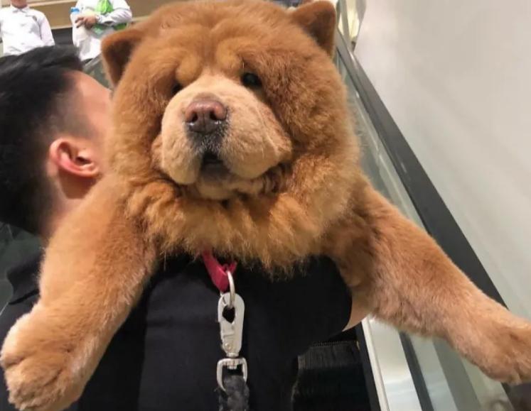 松狮祛泪痕推荐狗粮,松狮泪痕严重会瞎眼吗