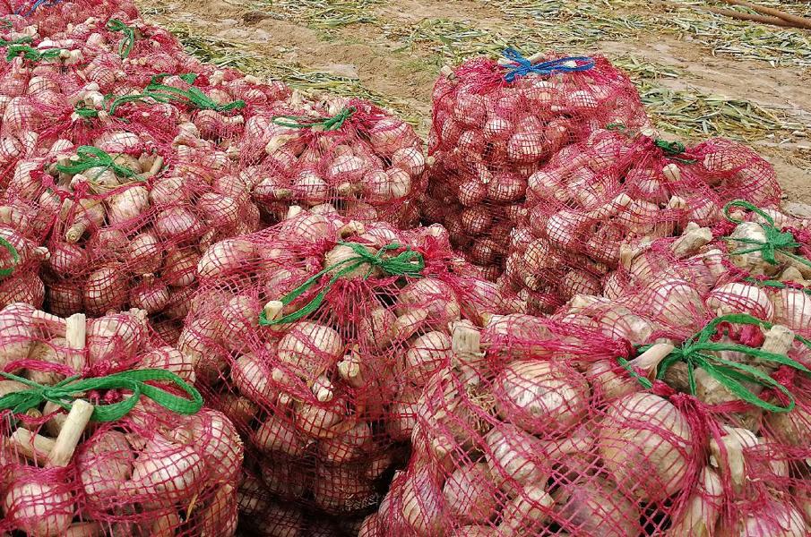 种10000亩大蒜收益,种大蒜亏了几十万