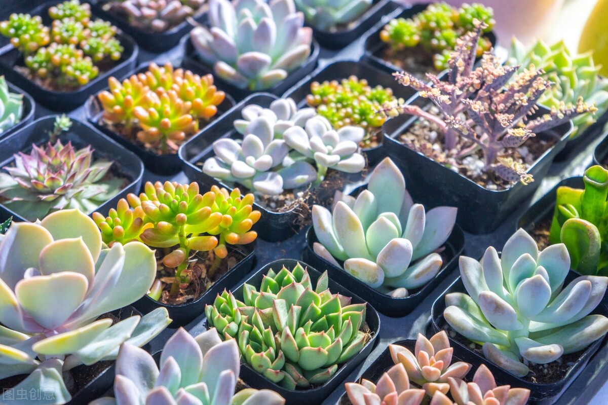多肉种植行业,多肉植物行业前景如何