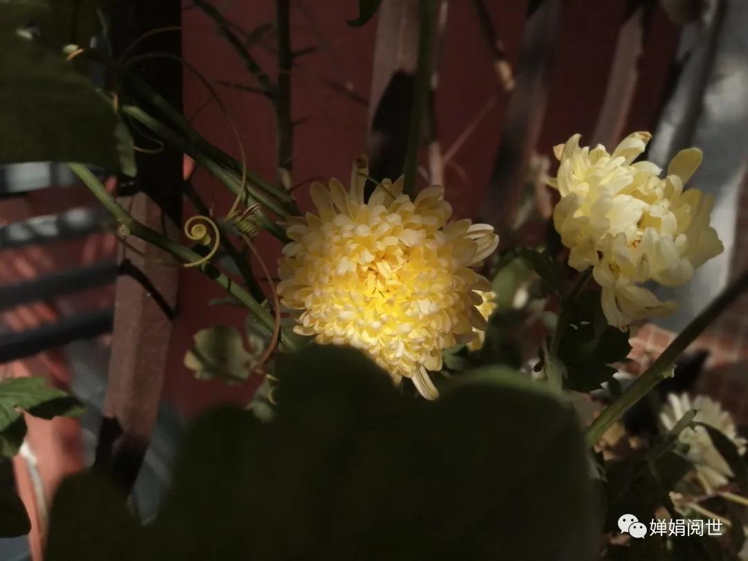 人生的疼痛埋在心里,人生的遗憾一句话