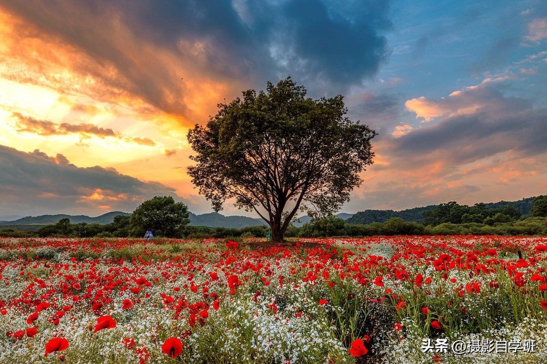 如何在夜里拍出好看的花朵照片,花朵怎么拍出好看的照片