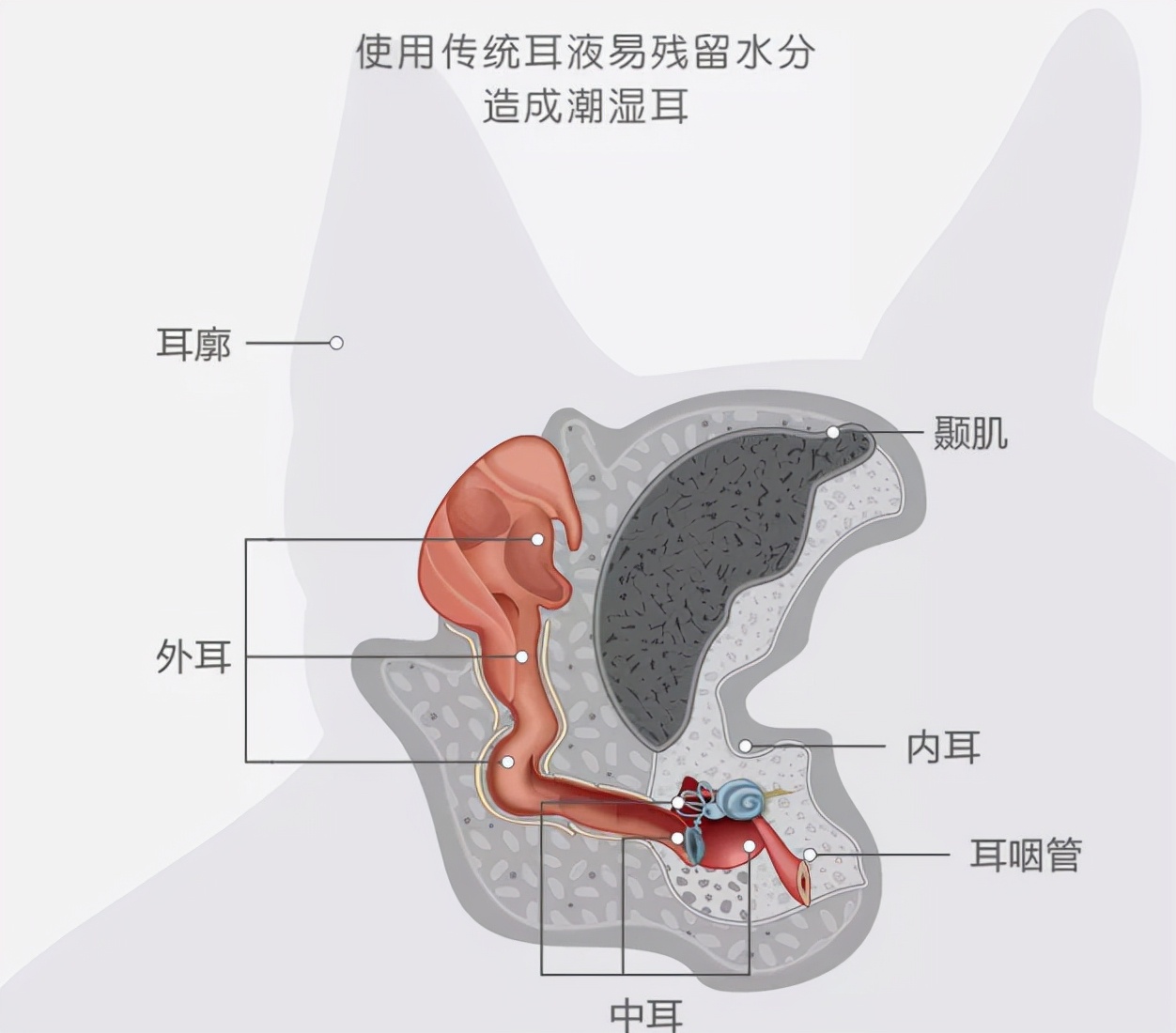 猫咪洗澡耳朵进水了怎么办,猫咪在宠物店洗澡做出的应激反应