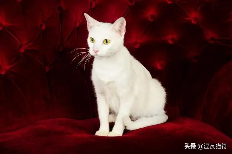 俄罗斯蓝猫法国蓝猫英国蓝猫,欧系俄罗斯蓝猫