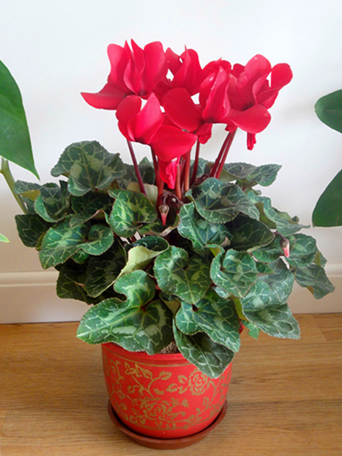 百花齐放春意浓群芳争艳,百花齐放喜迎新春