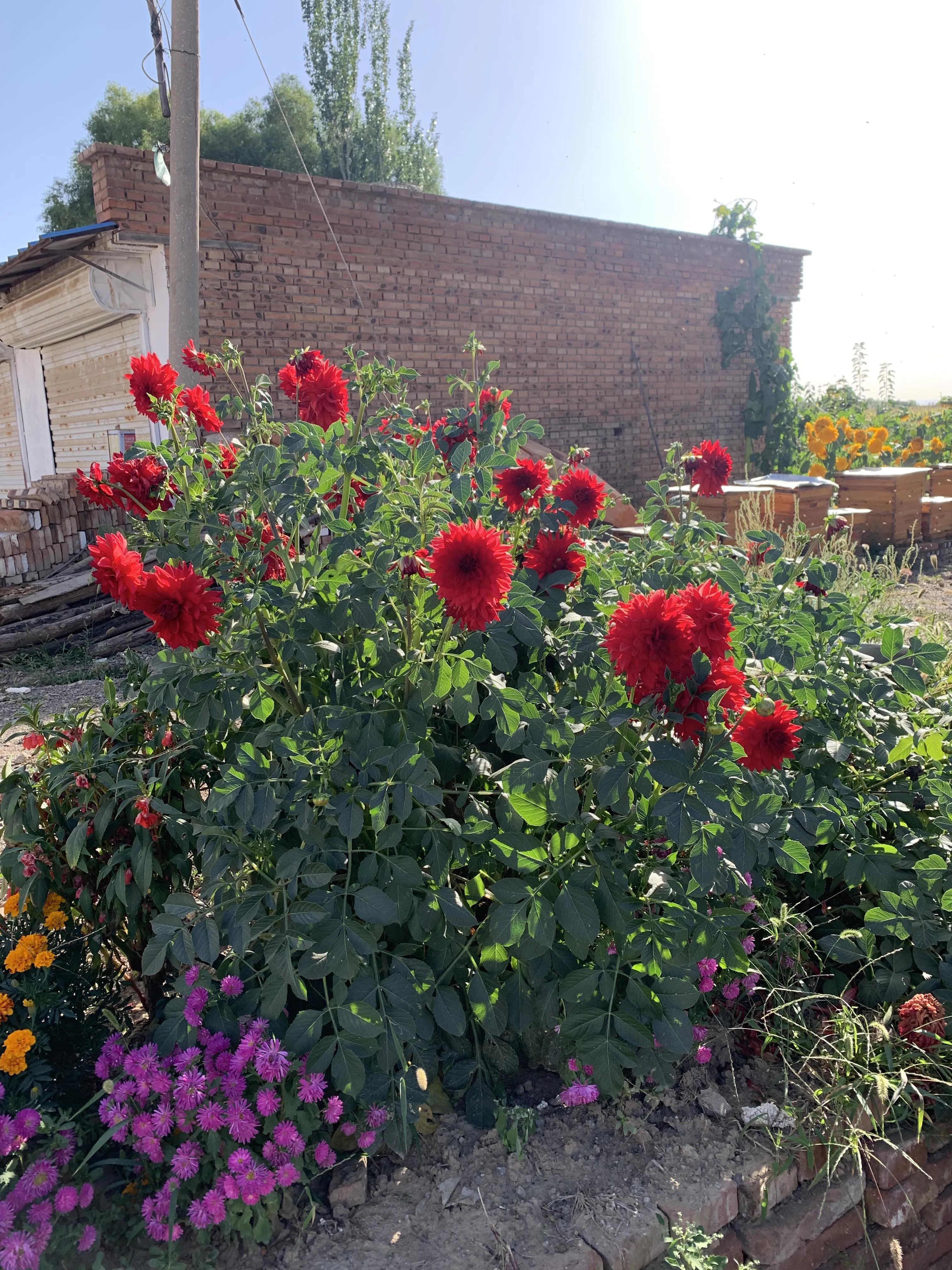 寮犲鍙ｅ競瀹ｅ寲鍘挎潕澶т汉搴勬潃浜烘,瀹ｅ寲鏉庡ぇ浜哄簞鍦板悕鏉ュ巻
