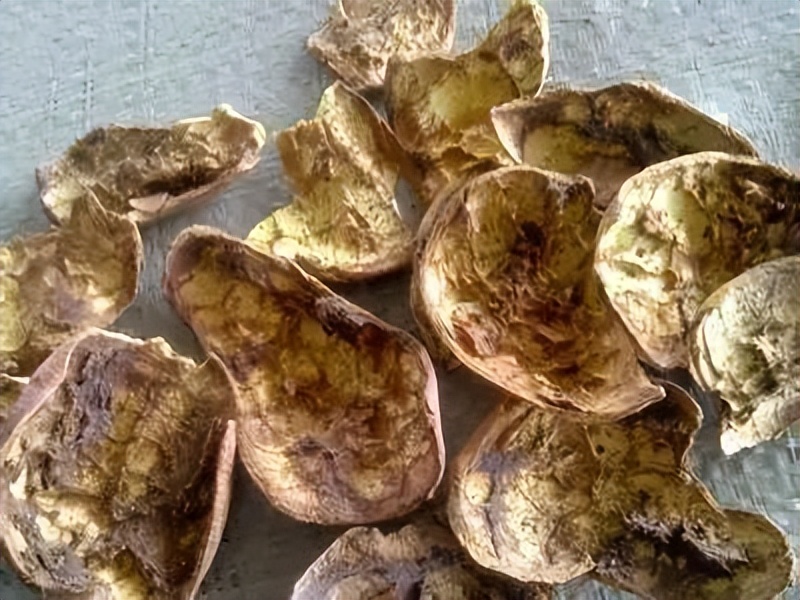 石榴苗怎么挑选,石榴会四季开花吗