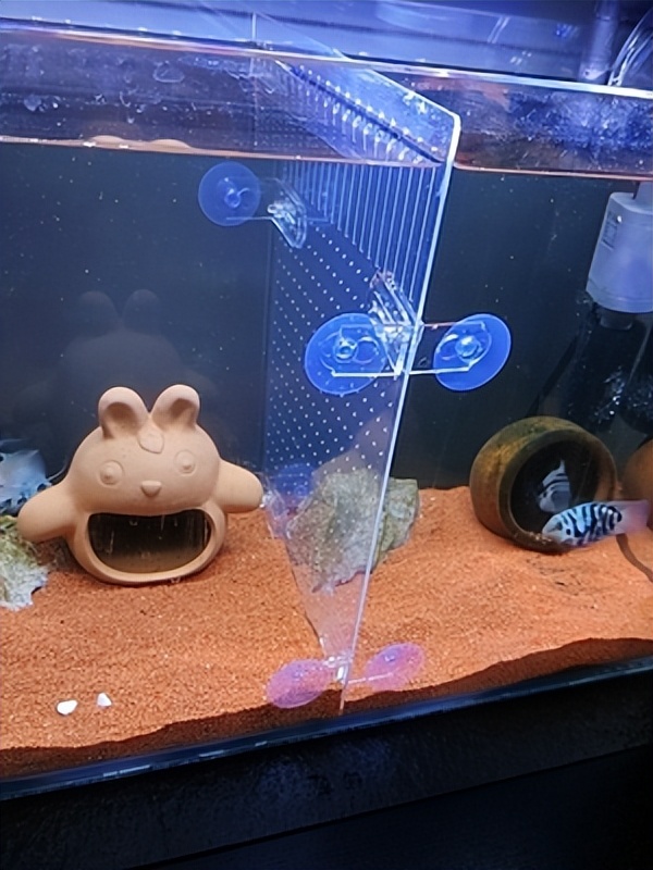 下崽狂魔观赏鱼,小型鱼下崽狂魔