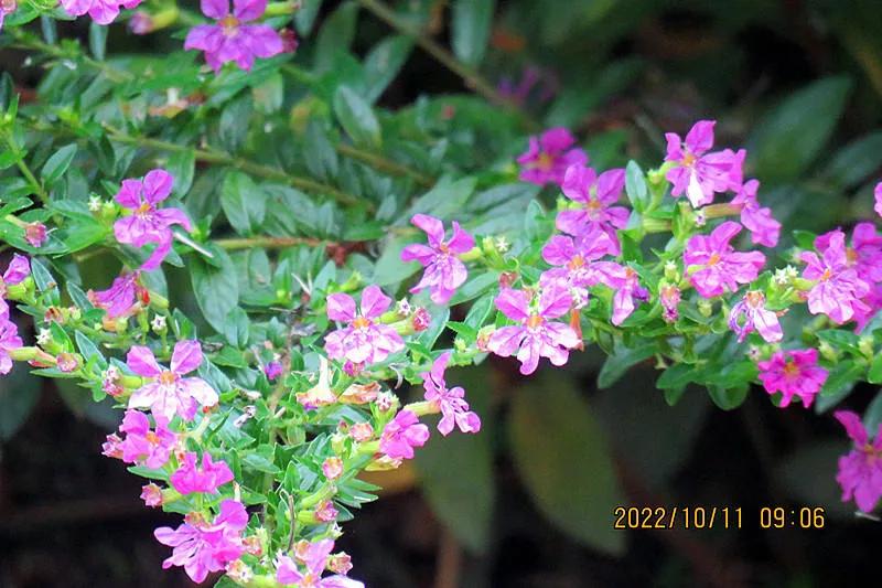 花溪小公园,美丽的花溪公园