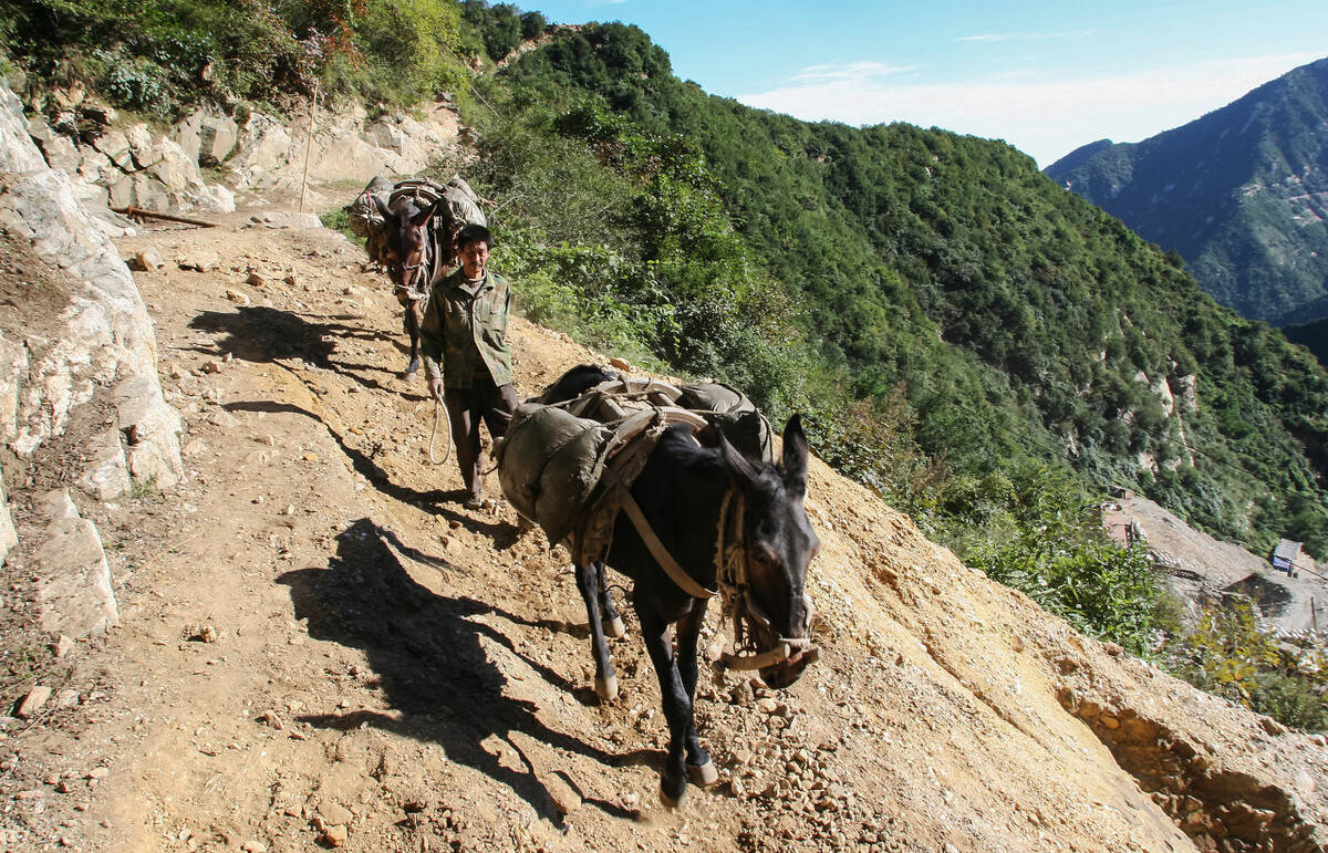 驴和马能混养吗,马和驴能杂交不能养牛吗