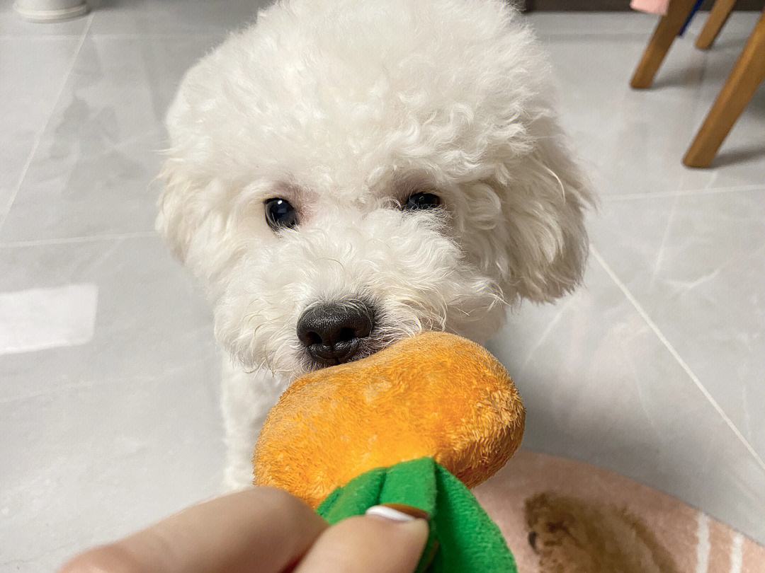 新手适合养什么狗可保护主人,新手养什么狗好养又不伤小狗