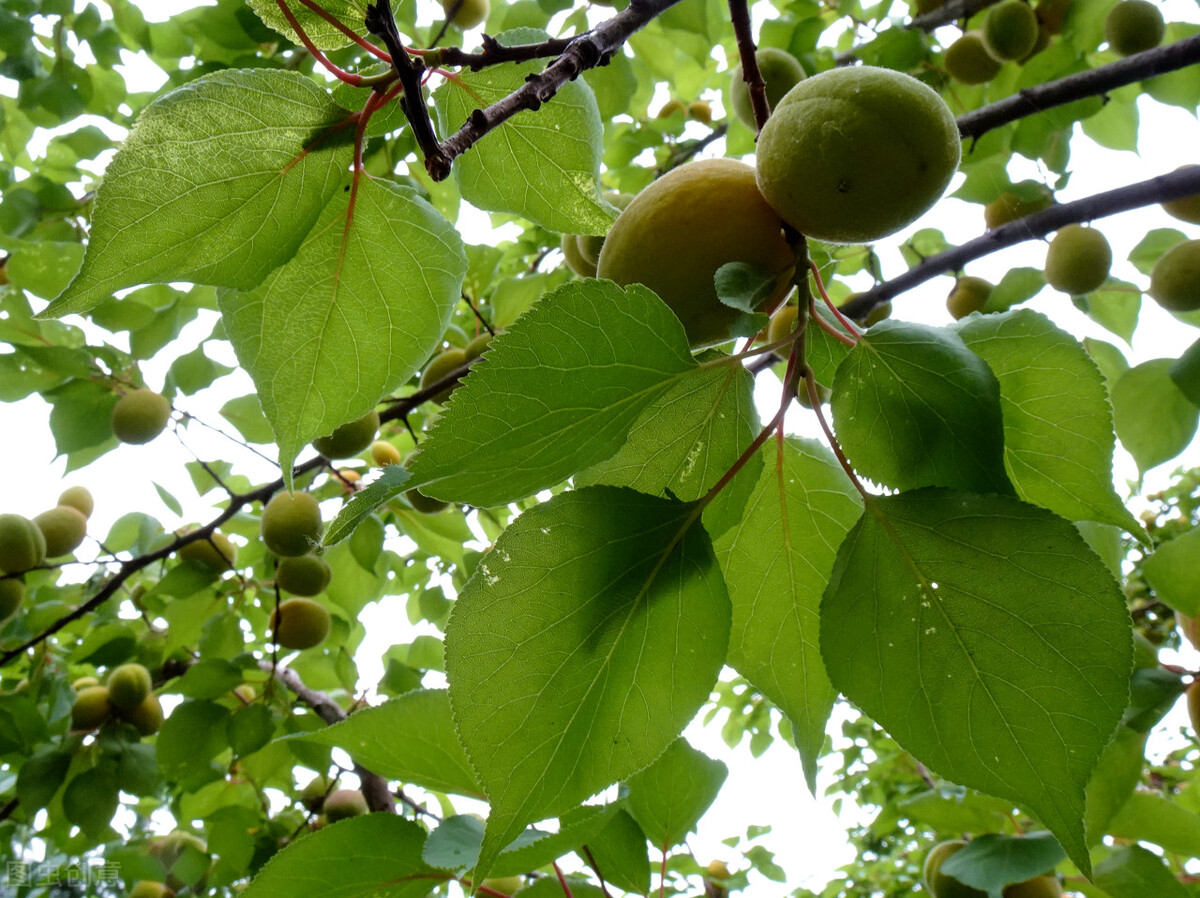 夏季养生的根本原则,夏季养生知识短句