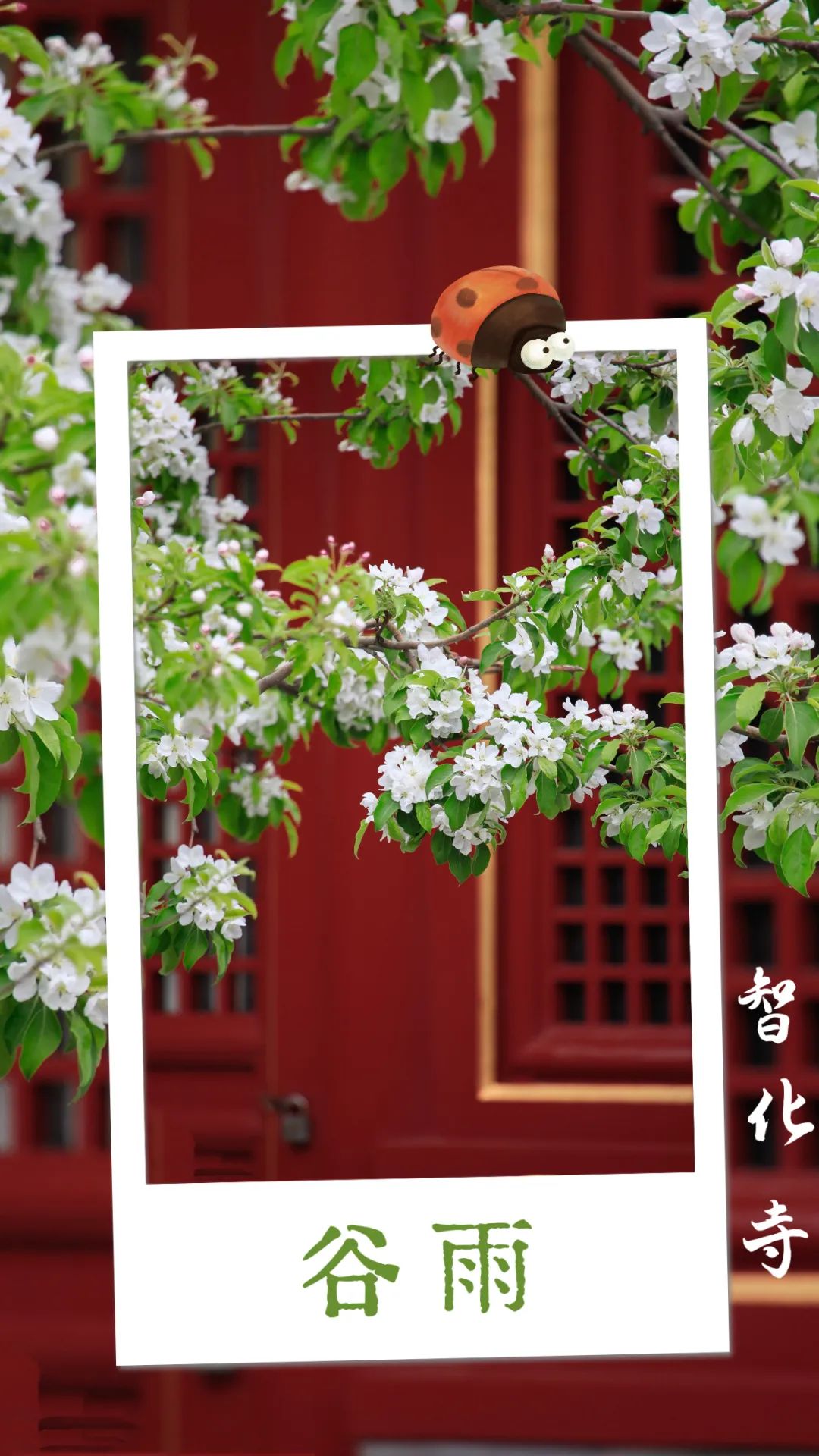 鏄ユ湯澶忓垵闆ㄧ敓鐧捐胺,璋烽洦鏄ユ湯澶忓垵闆ㄧ敓鐧捐胺