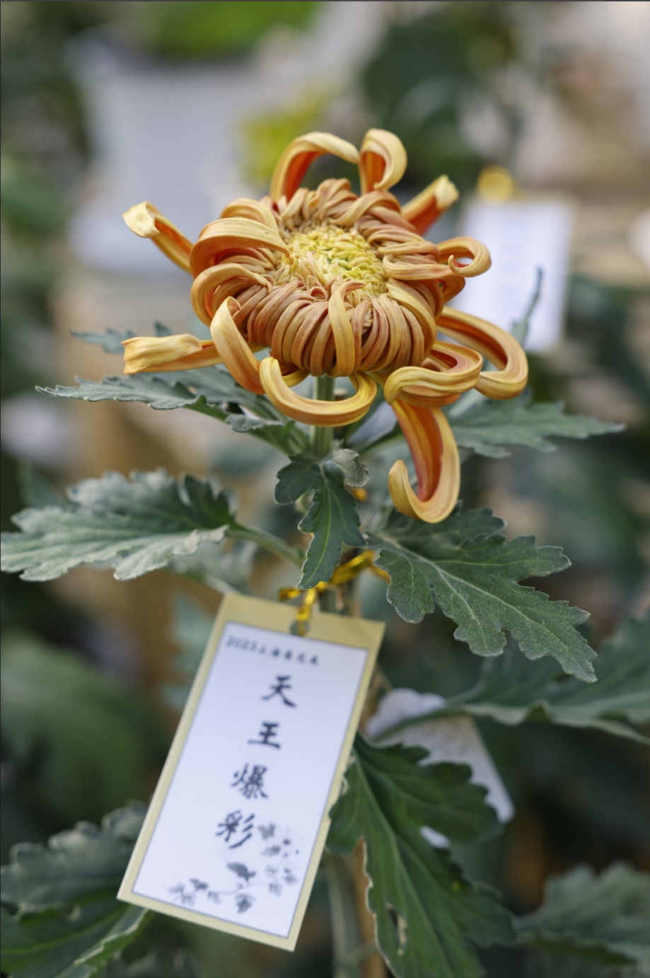 上海菊花展进最佳观赏期,上海菊花展在哪个公园