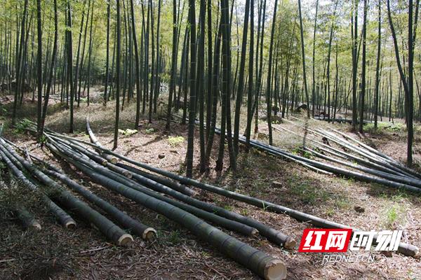 观潮的螃蟹,观潮的螃蟹是谁