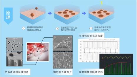 细胞转染动物实验,盟德生物细胞转染