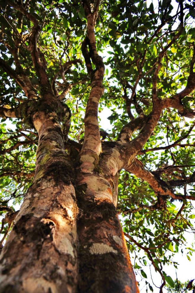 请你喝一杯普洱茶完整版,请你喝一杯普洱