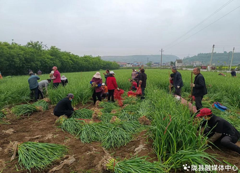 田野花开广场舞背面,田野花开广场舞视频