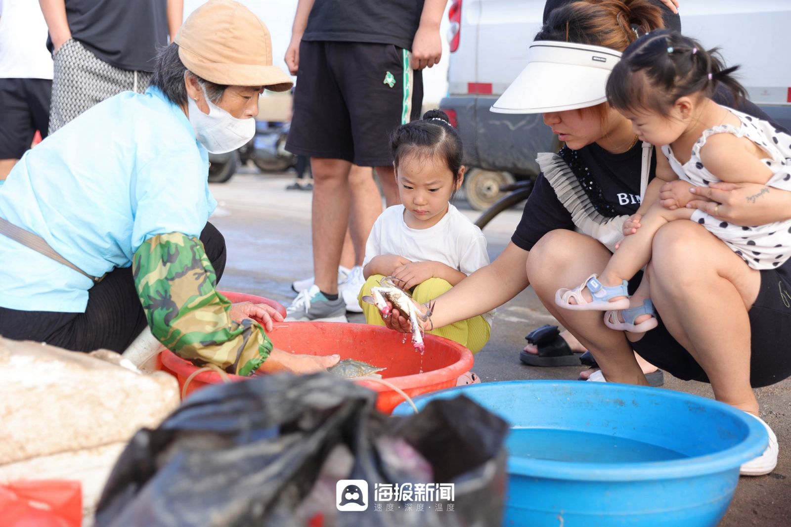 日照小海虾批发,日照小开海