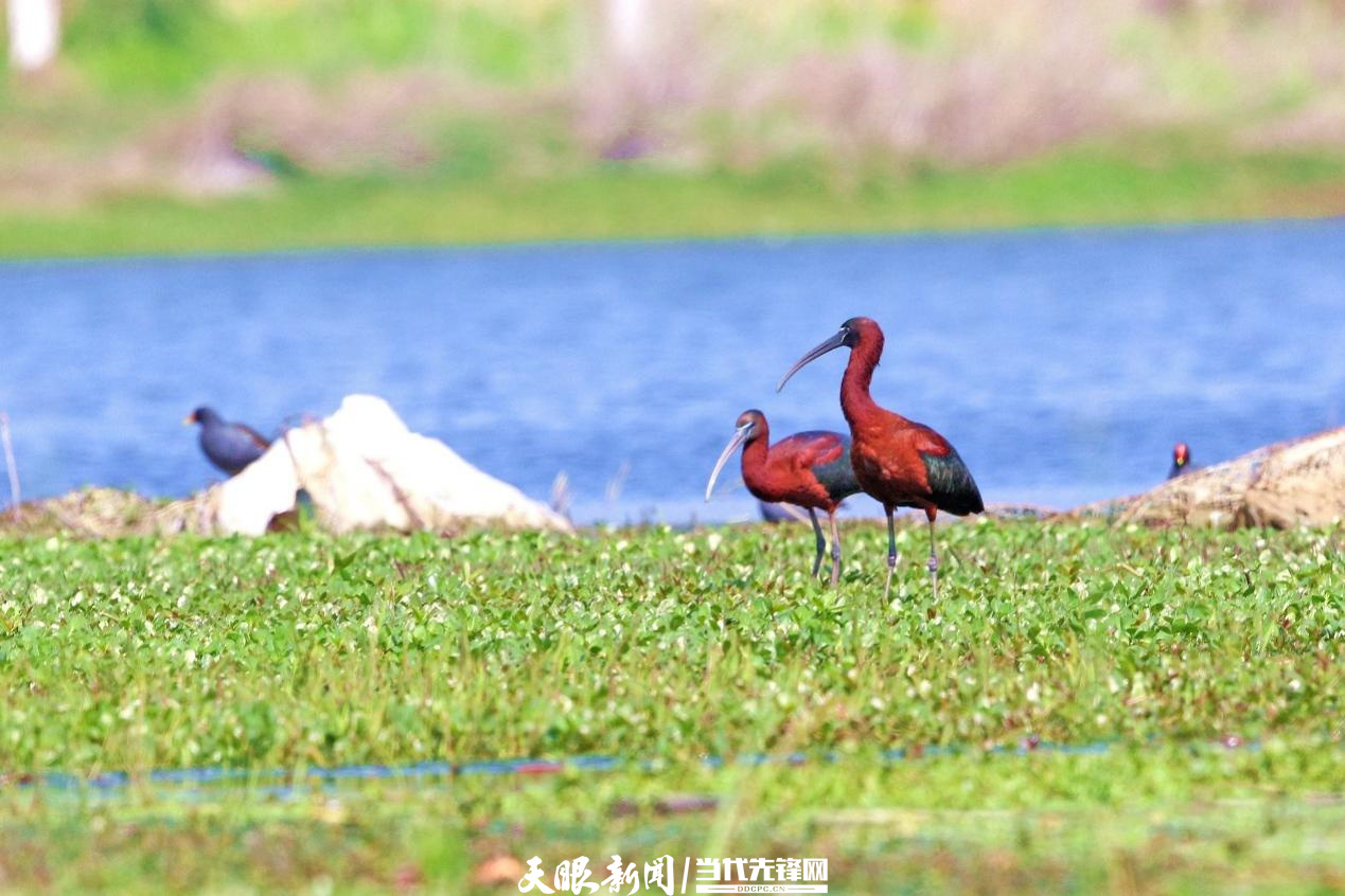 千园之城贵阳公园,千园之城贵阳绝美视频